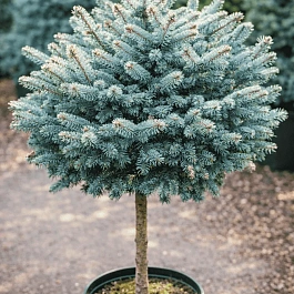 Ель колючая Glauca Globosa на штамбе 80-90см ТОЛЬКО САМОВЫВОЗ