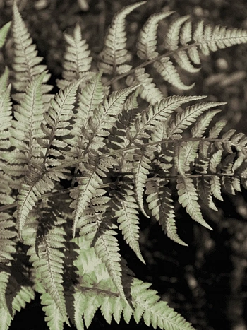 Кочедыжник ниппонский Red beauty