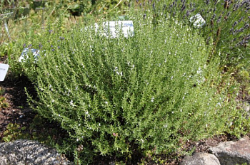 Чабер горный