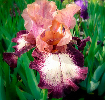 Ирис бородатый Карнивал Сонг