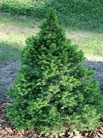 Ель канадская Conica December