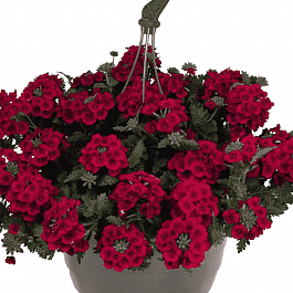 Вербена Empress Sun Red