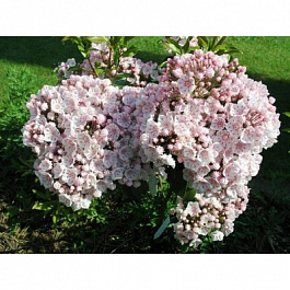 Кальмия широколистная Зебулон