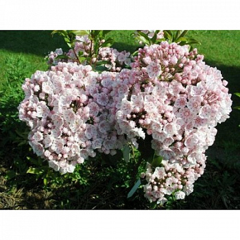 Кальмия широколистная Зебулон