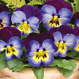 Виола крупноцветковая Матрикс Миднайт Глоу Виола крупноцветковая Матрикс Миднайт Глоу