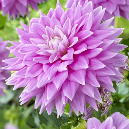 Георгина Декоративная Фернклифф Инспирейшн