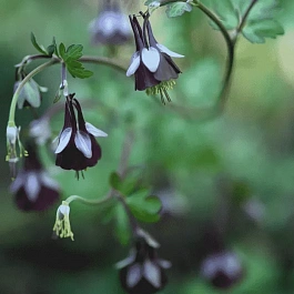 Аквилегия зеленоцветковая