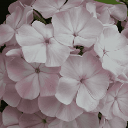 Флокс метельчатый Цвет яблони