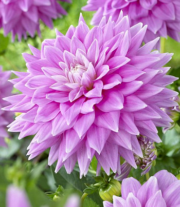 Георгина Декоративная Фернклифф Инспирейшн