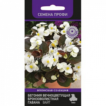 Бегония вечноцветущая бронзоволистная Гавана Вайт