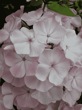 Флокс метельчатый Цвет яблони