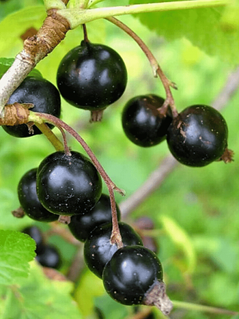 Смородина черная Грация