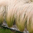 Ковыль тончайший Pony Tails