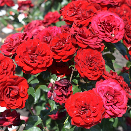 Роза миниатюрная Скарлет Хит