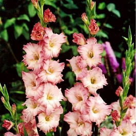 Гладиолус крупноцветковый Дольче Вита