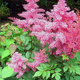 Астильба Арендса Рэззл Дэззл