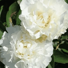 Пион травянистый Kelways Glorious