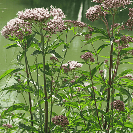 Посконник коноплянолистный