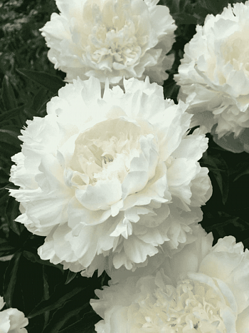 Пион Молочноцветковый Elsa Sass