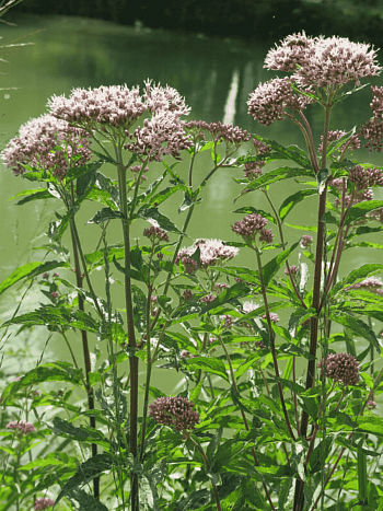 Посконник коноплянолистный