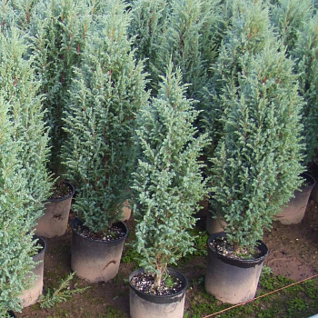 Можжевельник скальный Блю Хэвен