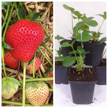 Земляника садовая Моллинг Алюр НАБОР 5ШТ Земляника садовая Моллинг Алюр НАБОР 5ШТ