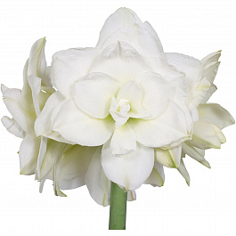 Амариллис махровый Акико