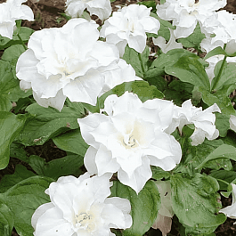 Триллиум крупноцветковый