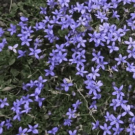 Пратия стебельковая County Park