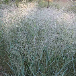 Просо прутьевидное