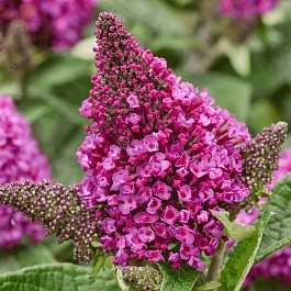 Буддлея Давида Little Rockstars Red