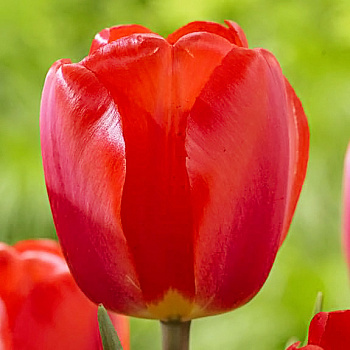 Тюльпан Дарвинов гибрид Оксфорд