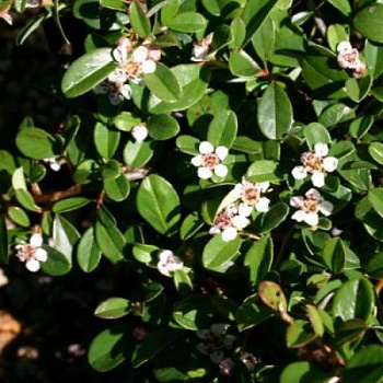 Кизильник радиканс Эйшольц