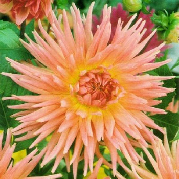 Георгина Кактусовая Эприкот Стар