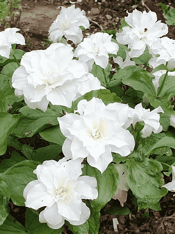 Триллиум крупноцветковый