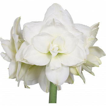 Амариллис махровый Акико Амариллис махровый Акико