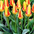Тюльпан Flaming Bayside
