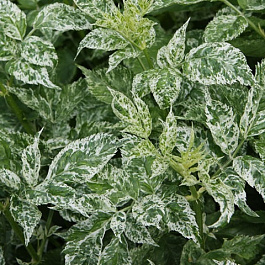 Бузина черная Пулвирулента