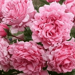 Роза плетистая Bienvenue