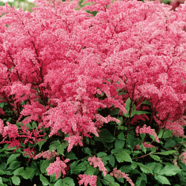 Астильба простолистная Aphrodite