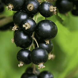 Смородина черная Орловская серенада