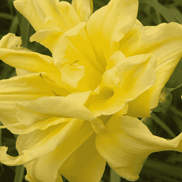 Лилейник гибридный Double River Wye