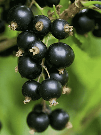 Смородина черная Орловская серенада