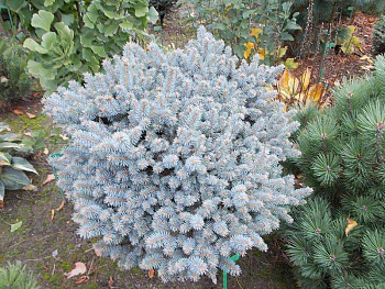 Ель колючая Pyramidalis Compacta
