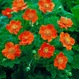 Гравилат ярко-красный