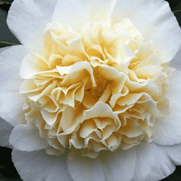 Камелия японская Brushfield yellow