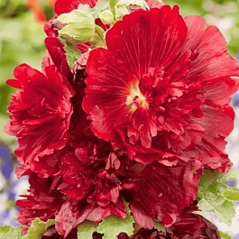 Мальва розовая Spring celebrities crimson