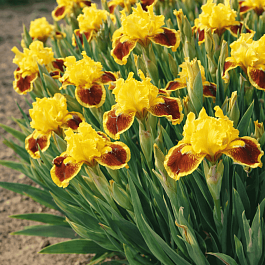 Ирис карликовый Splash of Red