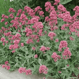 Кентрантус Ruber Coccineus