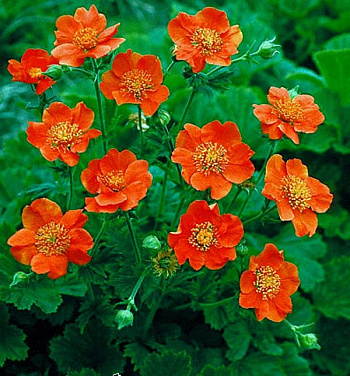 Гравилат ярко-красный